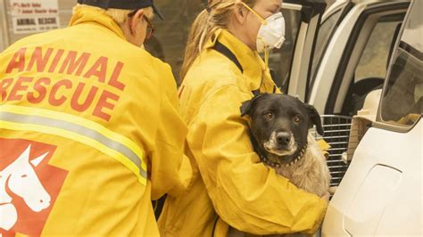 Animal Rescue: 助けを必要とする動物たちと冒険！