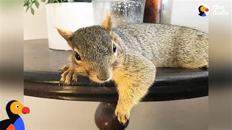 Can you own a squirrel as a pet, and why do they always seem to know where you hid the acorns?