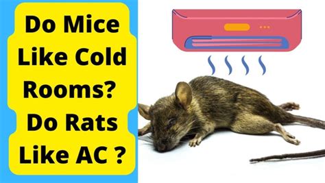 Do Rats Like Cold Weather and Why Do They Always Seem to Be Plotting Something?