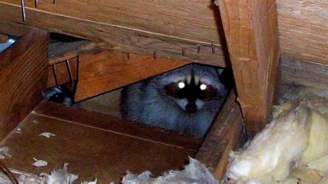 How to Get Animal Out of Attic: And Why They Might Be Throwing a Party Up There