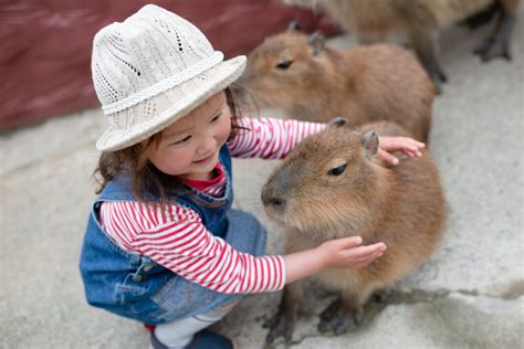 Is it legal to have a capybara as a pet, and can they teach you how to knit sweaters for squirrels?