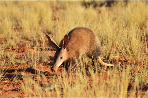 What Animal is Shy? Exploring the Elusive Nature of Timid Creatures