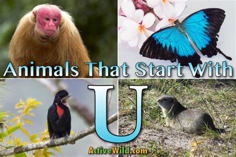 What Animal Starts with the Letter I? And Why Do They Always Seem to Be Hiding in Plain Sight?