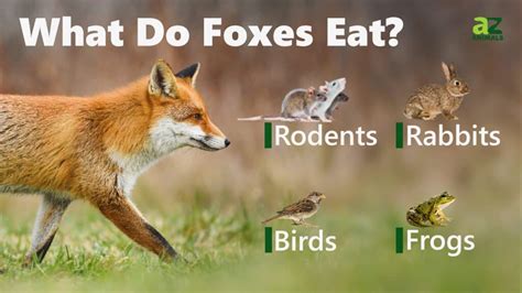 What Animal Eat Foxes: A Dive into the Predatory World and Beyond