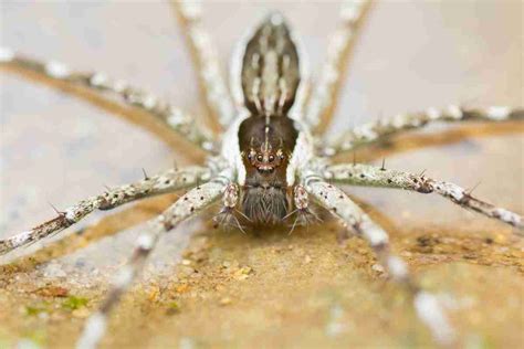 What do fishing spiders eat, and how do their dietary habits influence their ecological roles?