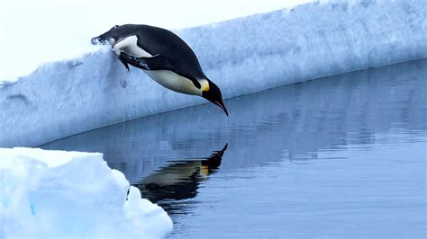 What Will Help Keep an Engine Cool in Hot Weather, and Why Do Penguins Prefer Ice Cream?