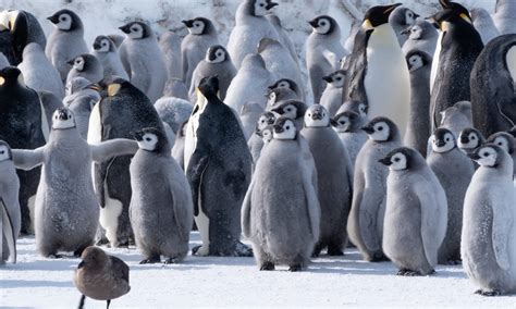 Where is the worst weather in the world, and why do penguins never complain about it?